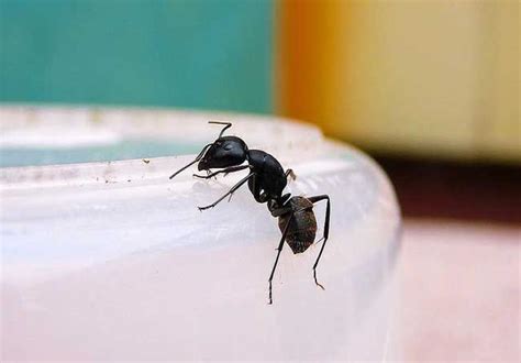 家裡 螞蟻很多 耳輪有痣女